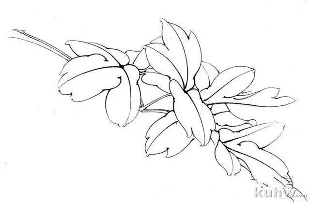 画友之家-技法篇-工笔柿子和牡丹画法大集合，快快收藏！