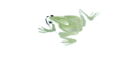 国画课堂――青蛙、虾、小鱼的画法