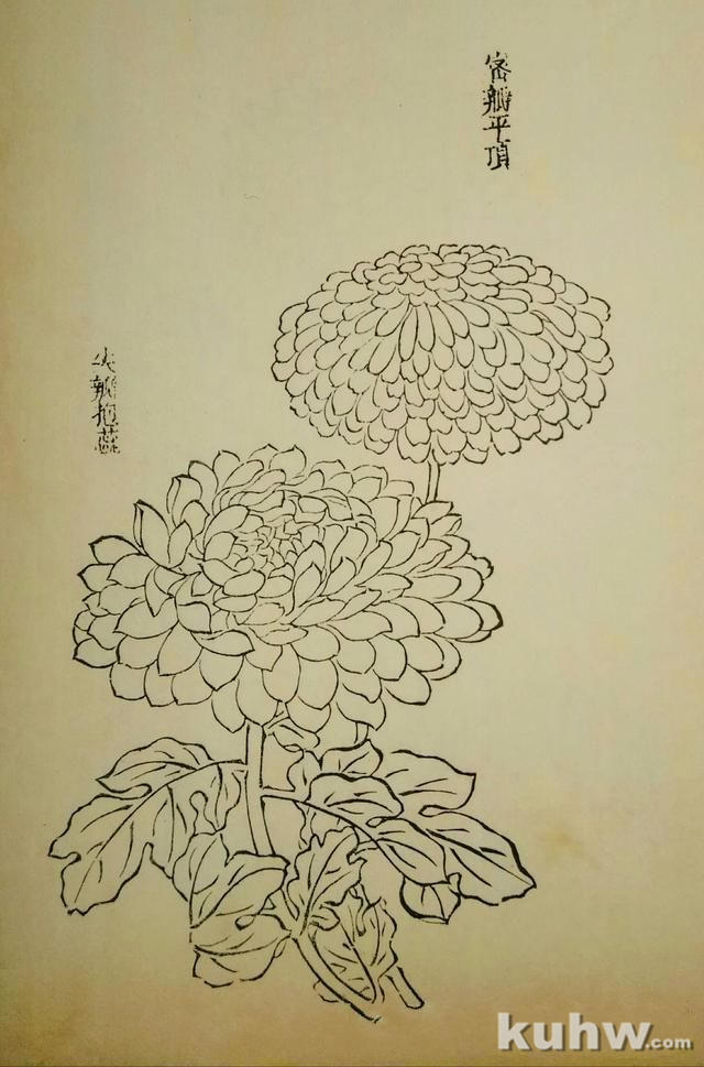 九种勾勒花头和枝叶的技法，画墨菊的最后步骤图