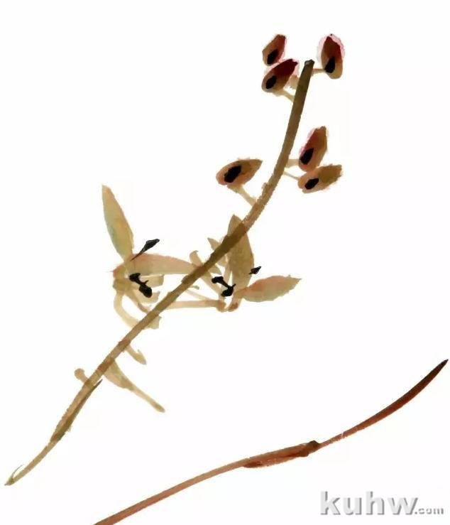 图文教程:兰花的画法入门