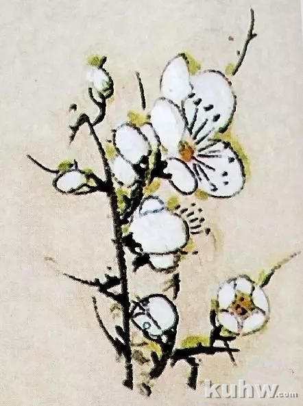 画梅之梅花花朵的勾勒法画法，各种姿态的梅花