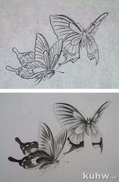 蝴蝶工笔技法步骤