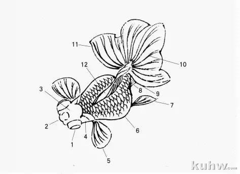 国画扇面金鱼画法图文教程，金鱼的画法技巧步骤，水草的画法
