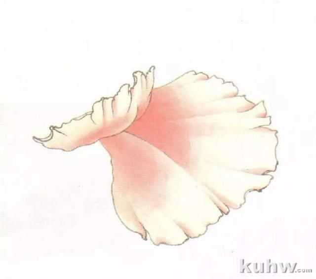 自学教程：工笔牡丹画法图文步骤详解 工笔牡丹花上色的步骤图