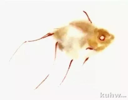 国画扇面金鱼画法图文教程，金鱼的画法技巧步骤，水草的画法