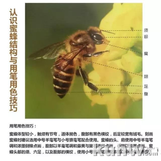 国画教程：蜜蜂画法