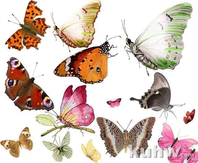 草虫画法――蝴蝶