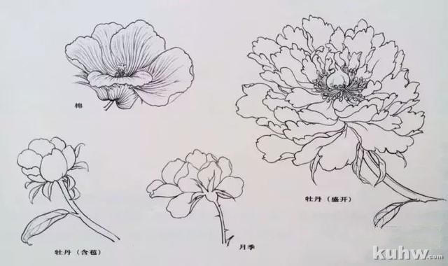 名师课徒稿:跟着陆抑非学画花卉!