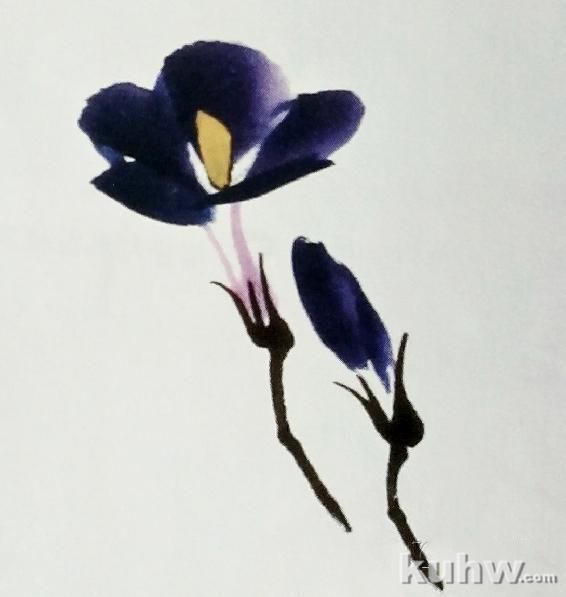 国画之整枝牵牛花的画法,以及牵牛花的多种形态画法