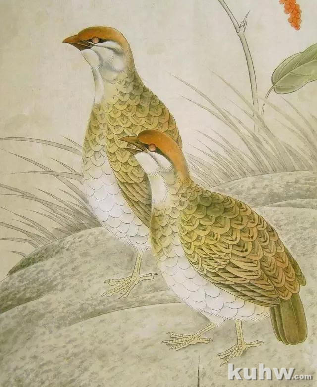 画友之家-技法篇-工笔禽鸟（鹌鹑）的画法 ，讲解细致到位