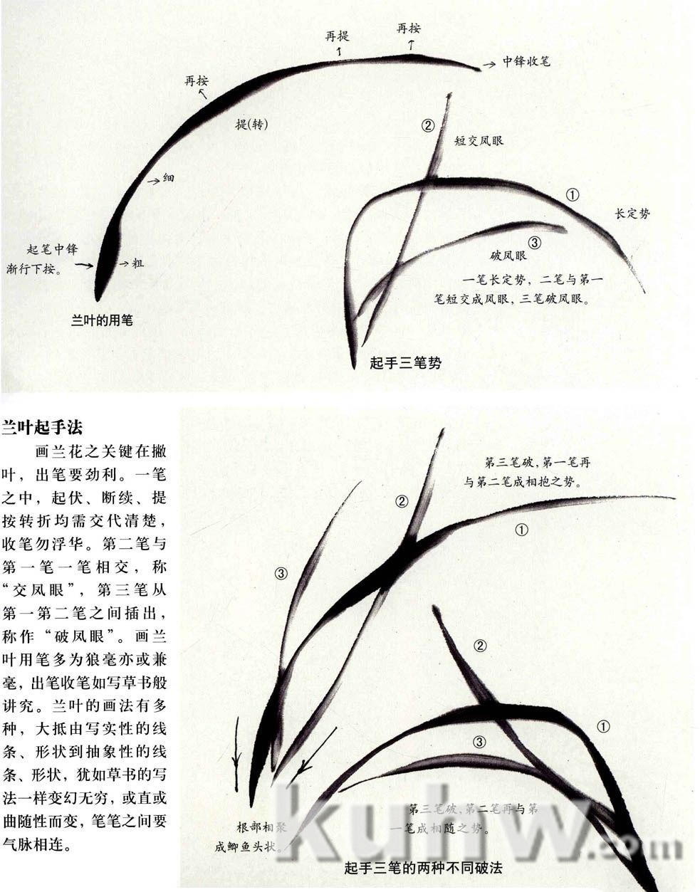 中国画技法：兰花的画法