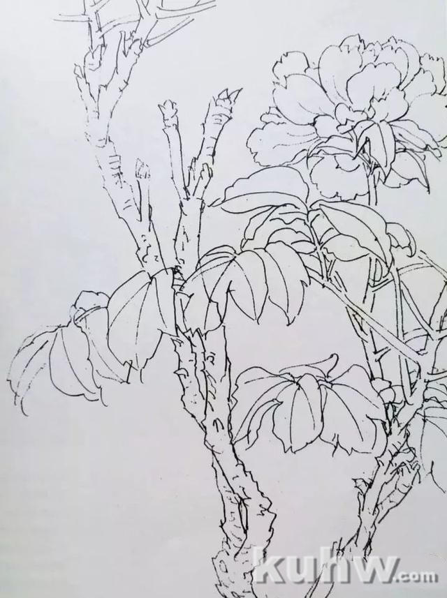 名师课徒稿:跟着陆抑非学画花卉!