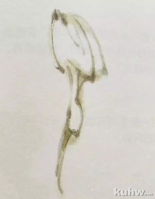 国画之水仙花花头的各种造型，水仙花头的画法步骤