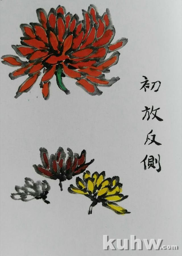 菊花画花头方法:如何画各种开花状态的正面和侧面