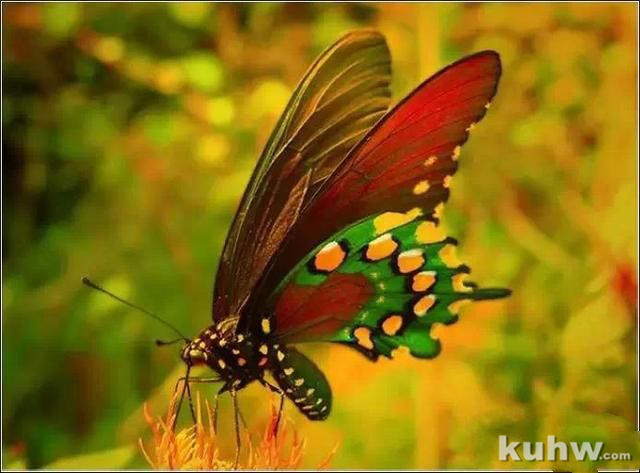 草虫画法――蝴蝶