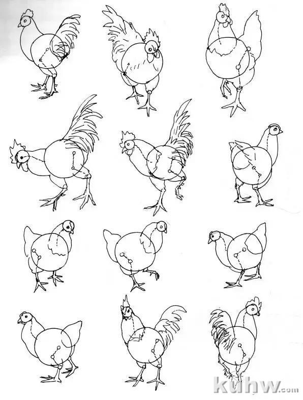 如何画好家禽动态简笔画？鸡、鸭基本形状的画法
