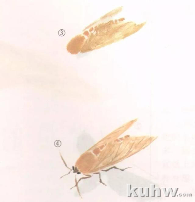 蛾的工笔及写意画法
