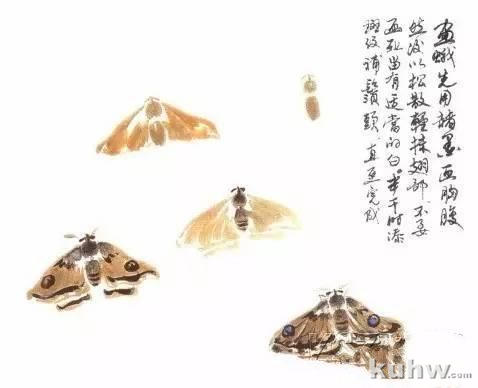 图文教程:写意昆虫画法