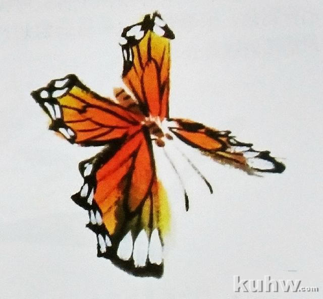 画蝴蝶的步骤，以及姿态各异的蝴蝶画法