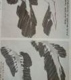中国画芭蕉画法步骤
