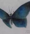工笔画怎样画蝴蝶