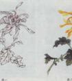 工笔花卉技法：菊花的画法