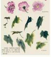 水仙、玉兰、芍药等8种花卉写意画法图解