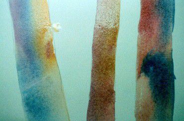 水彩画树如何7照片 水彩画树如何7