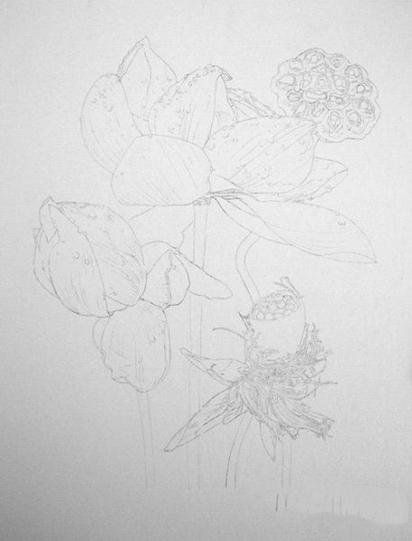 彩铅画教程：格桑花，荷花莲藕彩铅绘画详细过程，快收藏学习去吧