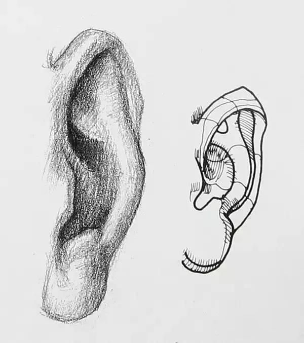 「素描」耳朵画法详解