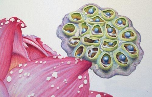 彩铅画教程：格桑花，荷花莲藕彩铅绘画详细过程，快收藏学习去吧