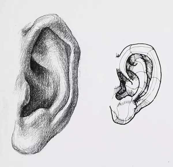 「素描」耳朵画法详解