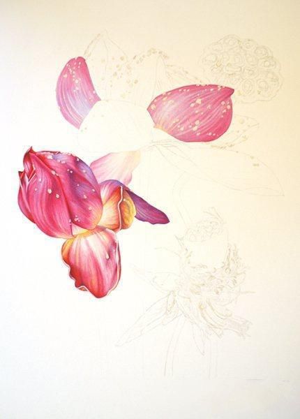 彩铅画教程：格桑花，荷花莲藕彩铅绘画详细过程，快收藏学习去吧