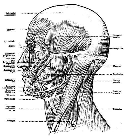 素描人像必修课
