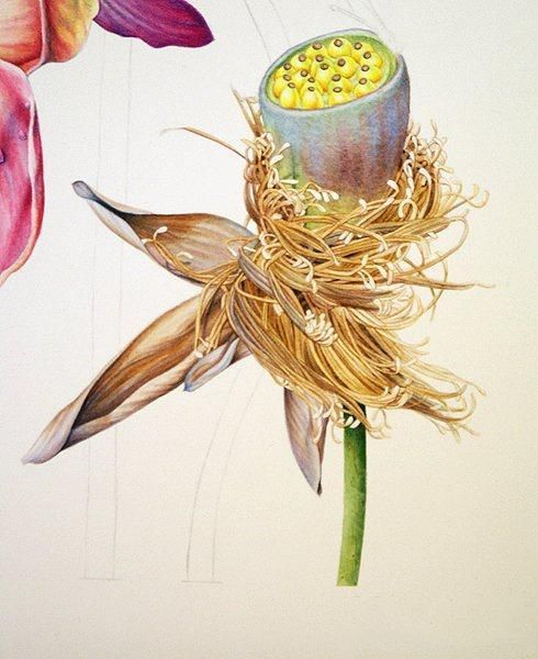 彩铅画教程：格桑花，荷花莲藕彩铅绘画详细过程，快收藏学习去吧