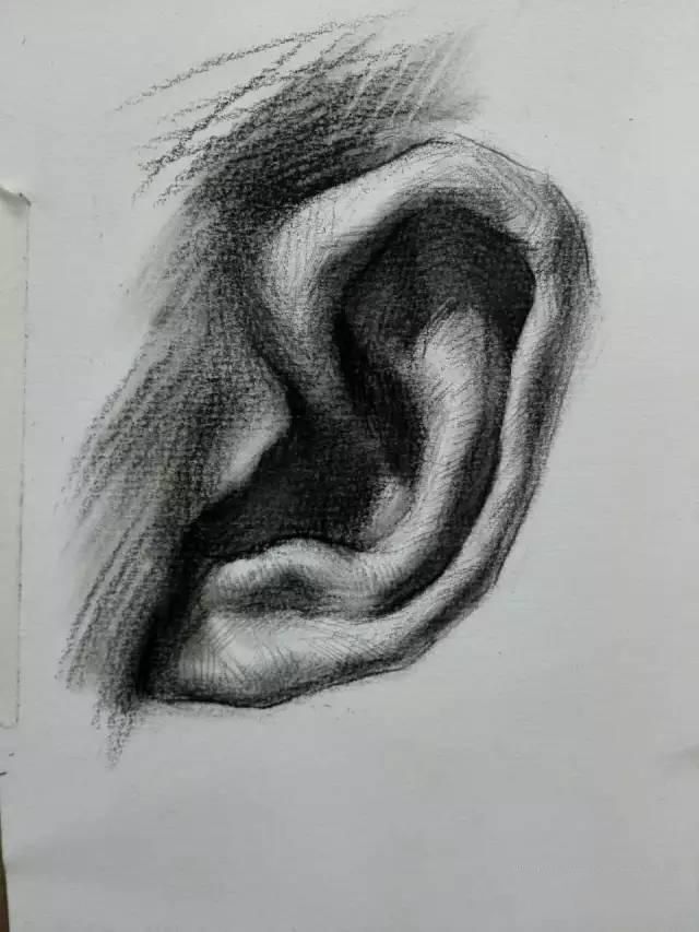耳朵素描―详细教程