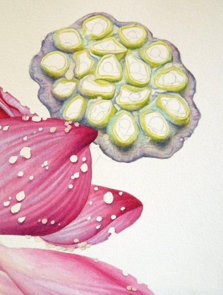 彩铅画教程：格桑花，荷花莲藕彩铅绘画详细过程，快收藏学习去吧