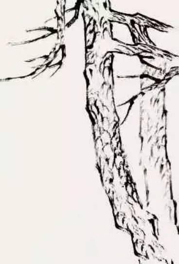 图文示范教程：松树的各种画法，中国画松树的画法