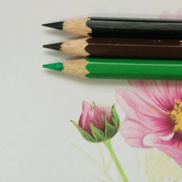 彩铅画教程：格桑花，荷花莲藕彩铅绘画详细过程，快收藏学习去吧