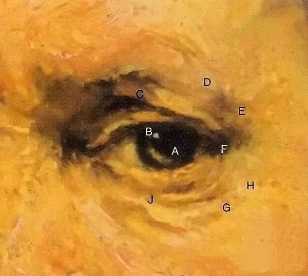 向<a href=https://www.kuhw.com/e/tags/?tagid=3196 target=_blank class=infotextkey>伦勃朗</a>学习如何画眼睛