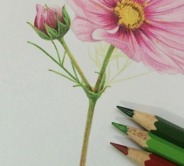 彩铅画教程：格桑花，荷花莲藕彩铅绘画详细过程，快收藏学习去吧