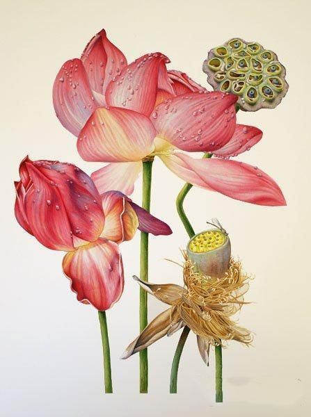 彩铅画教程：格桑花，荷花莲藕彩铅绘画详细过程，快收藏学习去吧