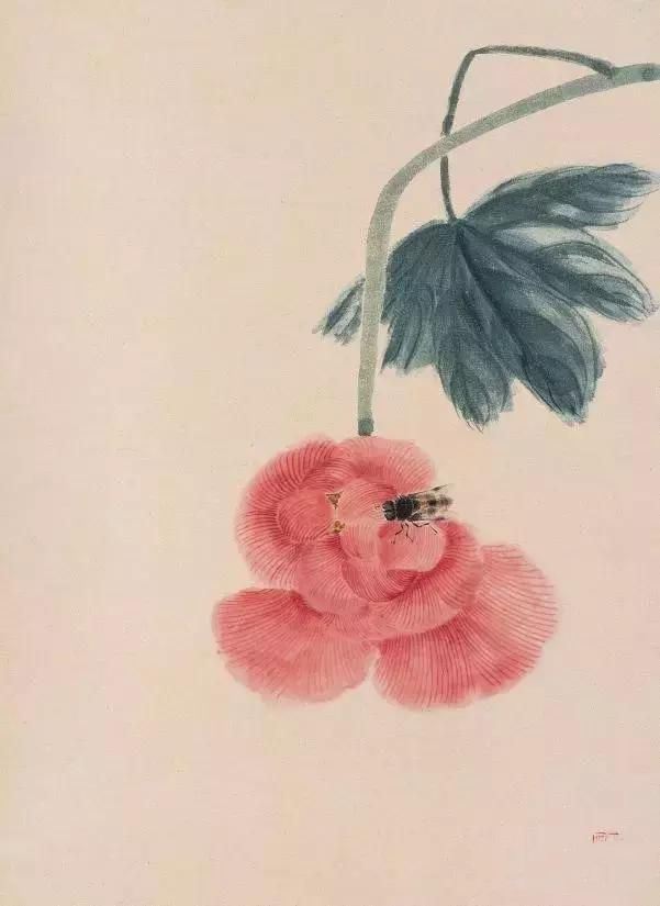 大师笔下芙蓉花，似美人初醉