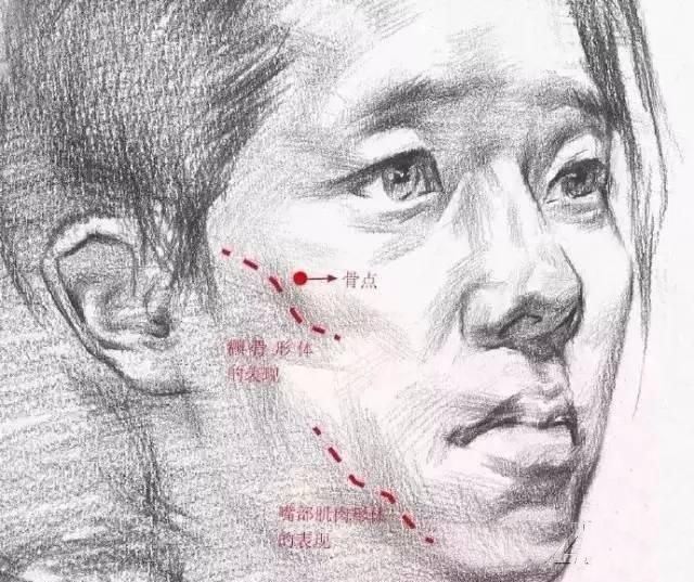 「素描教程」女性面部结构表达技巧