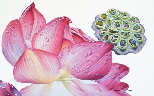 彩铅画教程：格桑花，荷花莲藕彩铅绘画详细过程，快收藏学习去吧