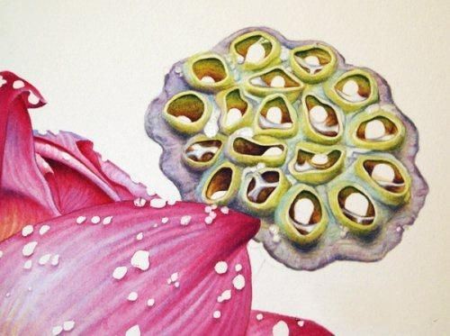 彩铅画教程：格桑花，荷花莲藕彩铅绘画详细过程，快收藏学习去吧