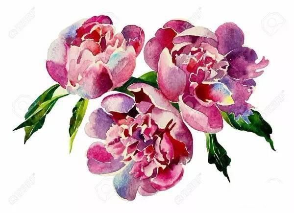 如何自学水彩，水彩画入门教程，苹果的水彩画法步骤图解