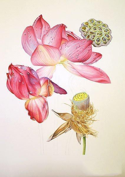 彩铅画教程：格桑花，荷花莲藕彩铅绘画详细过程，快收藏学习去吧