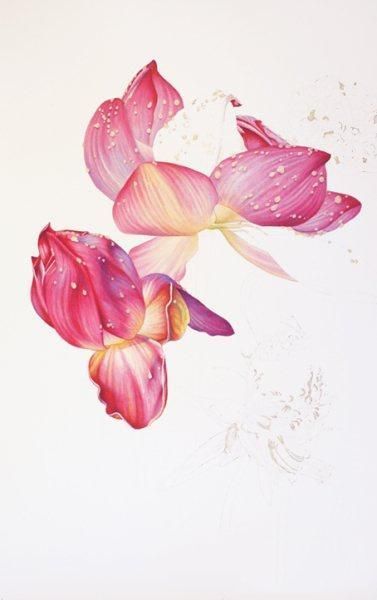 彩铅画教程：格桑花，荷花莲藕彩铅绘画详细过程，快收藏学习去吧