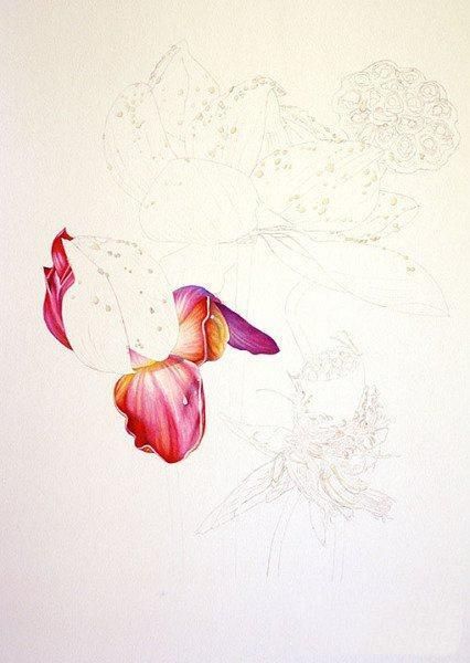 彩铅画教程：格桑花，荷花莲藕彩铅绘画详细过程，快收藏学习去吧